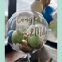 Bubble Balloons - Customised (Clear Bubble Balloon) Congratulations - barmitzvah batmitzvah easter 3 in Bondi, Sydney