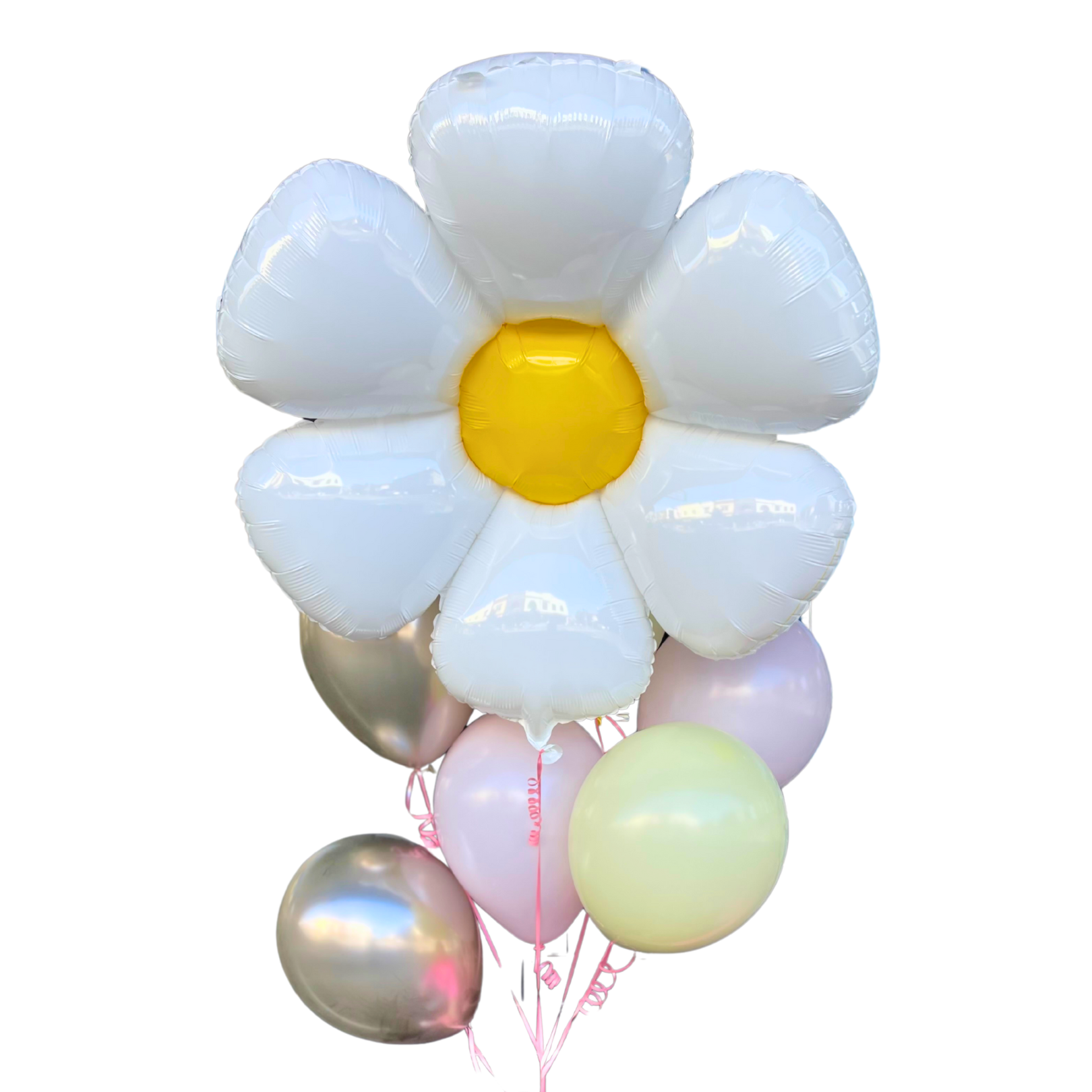 Daisy and 6 latex balloons - latex and jumbos 5 in Bondi, Sydney